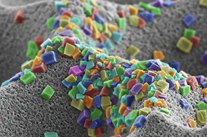 microscopic image